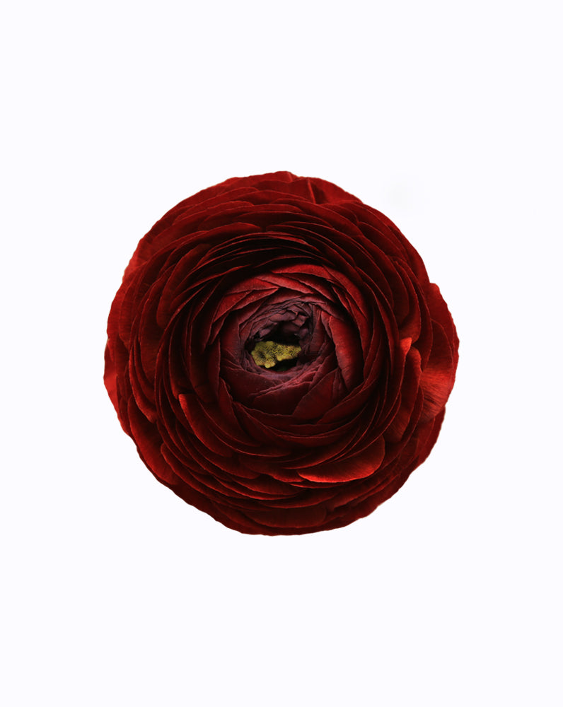 Elegance Cioccolato