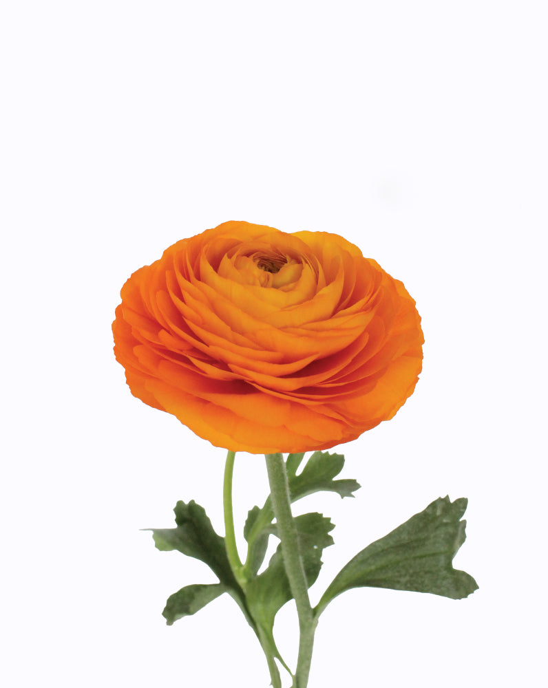 Elegance Clementine