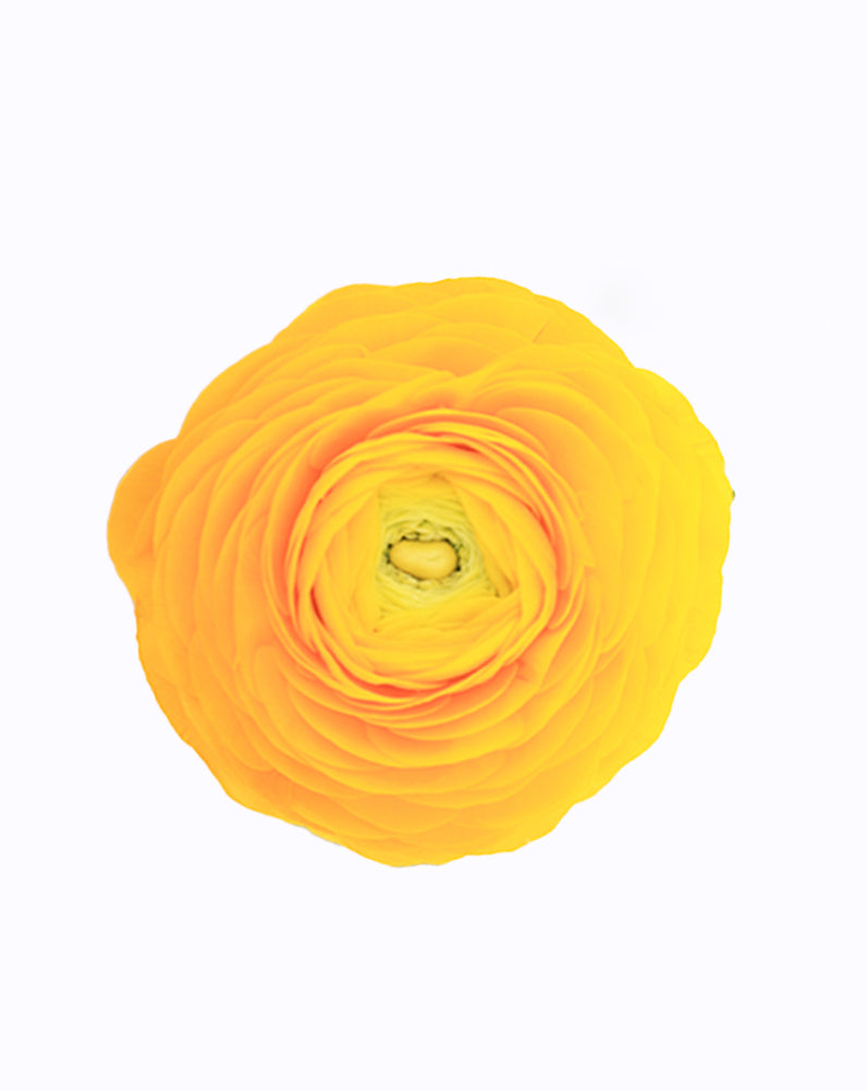 Elegance Giallo
