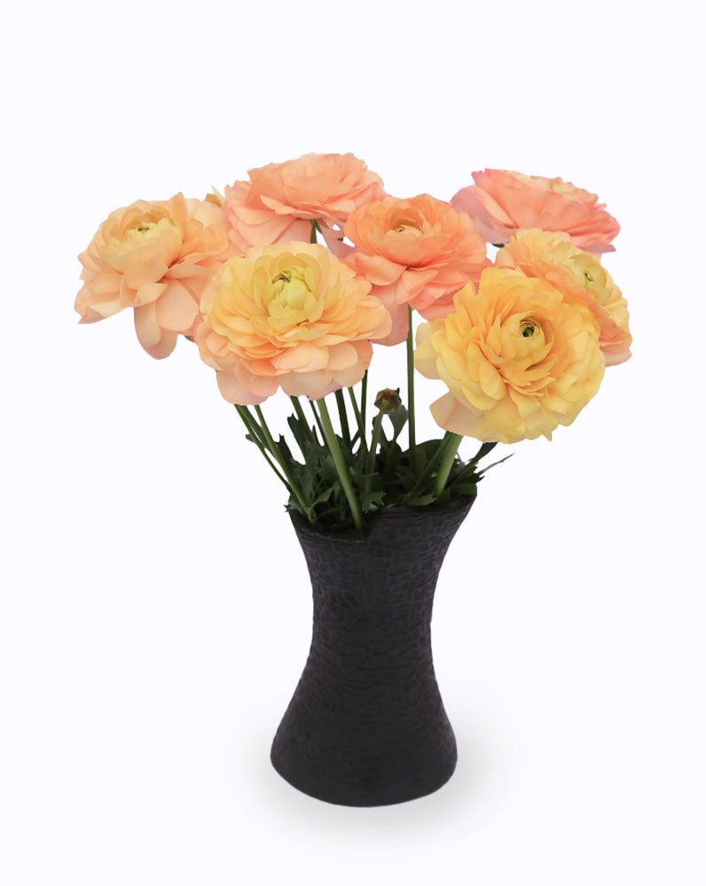 Cloni Success Grand Pastel