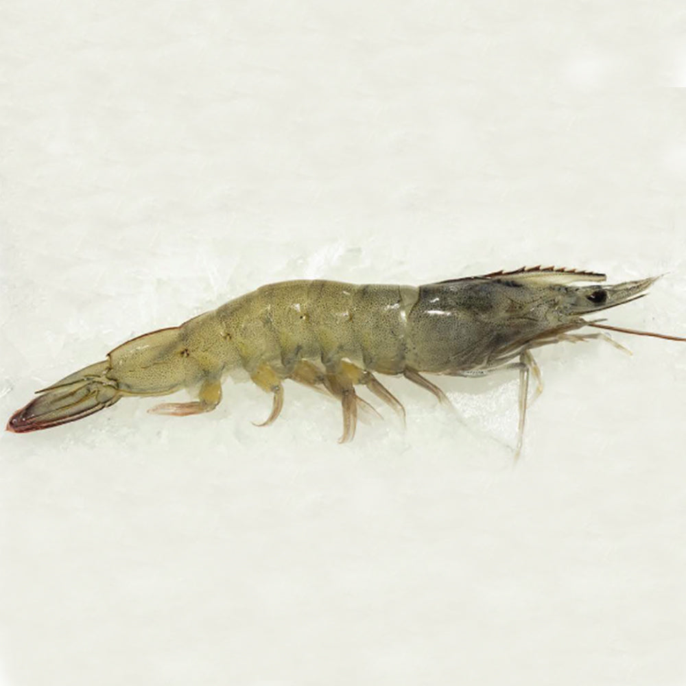 White Shrimp - HOSO