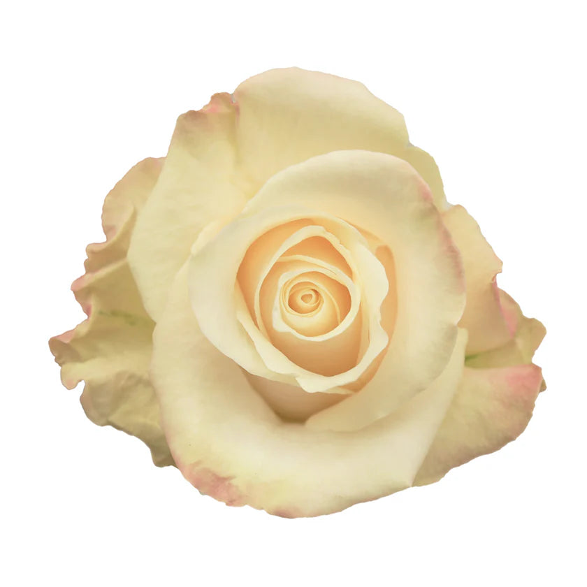 Merengue