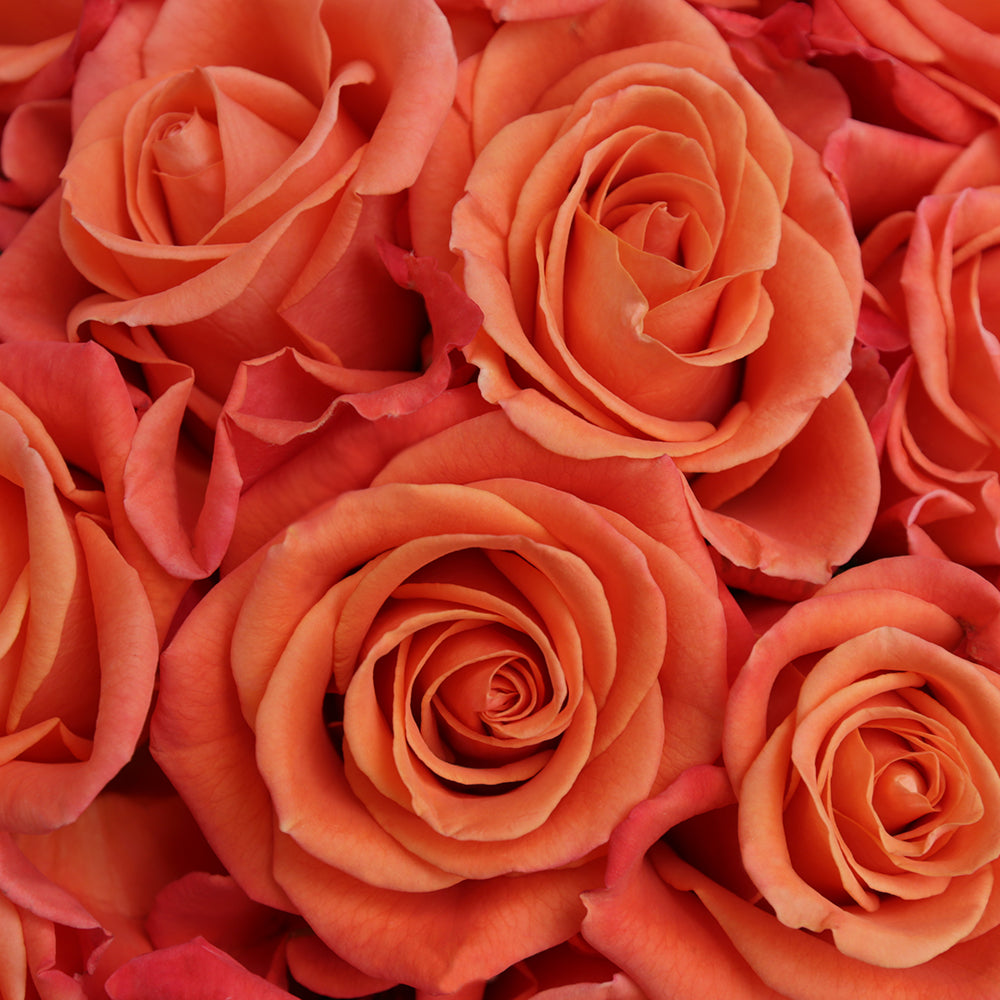 Orange Crush