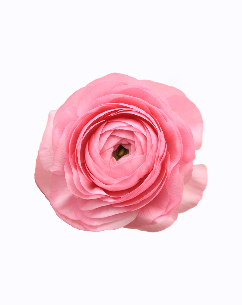 Elegance Rosa