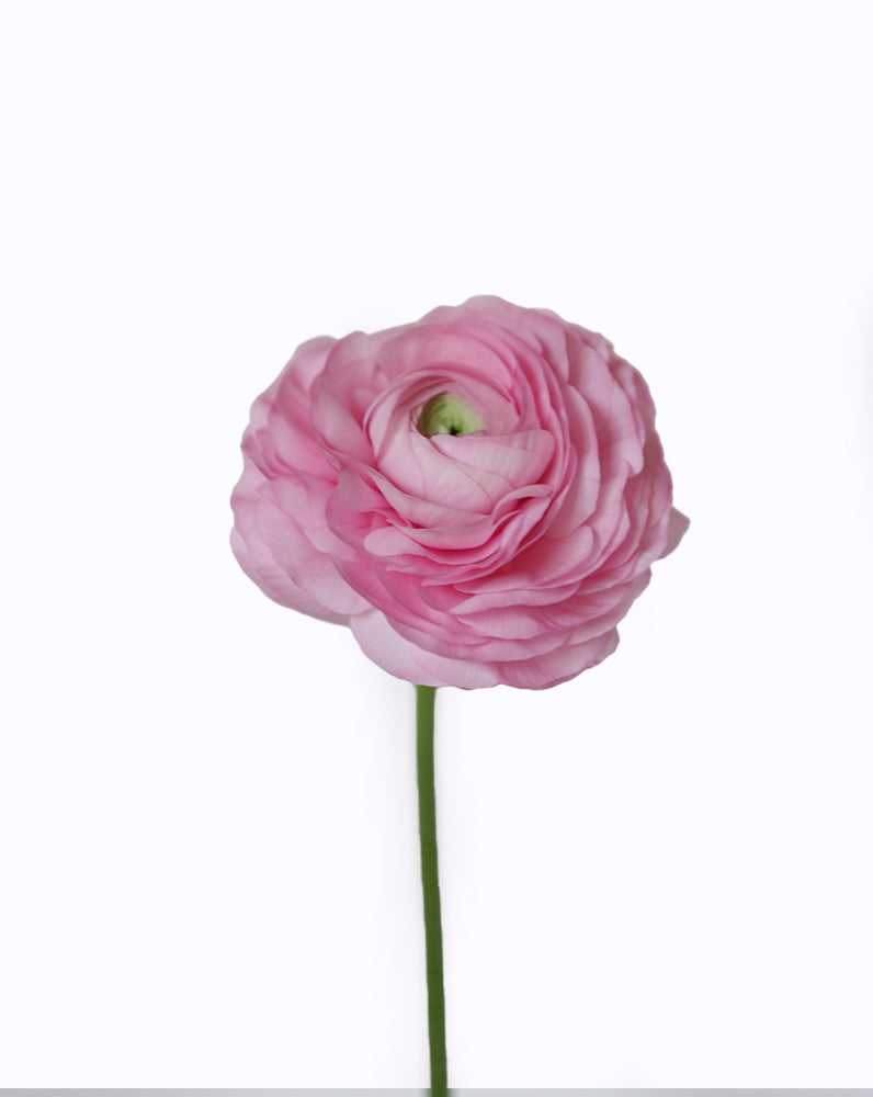 Elegance Rosa Chiaro