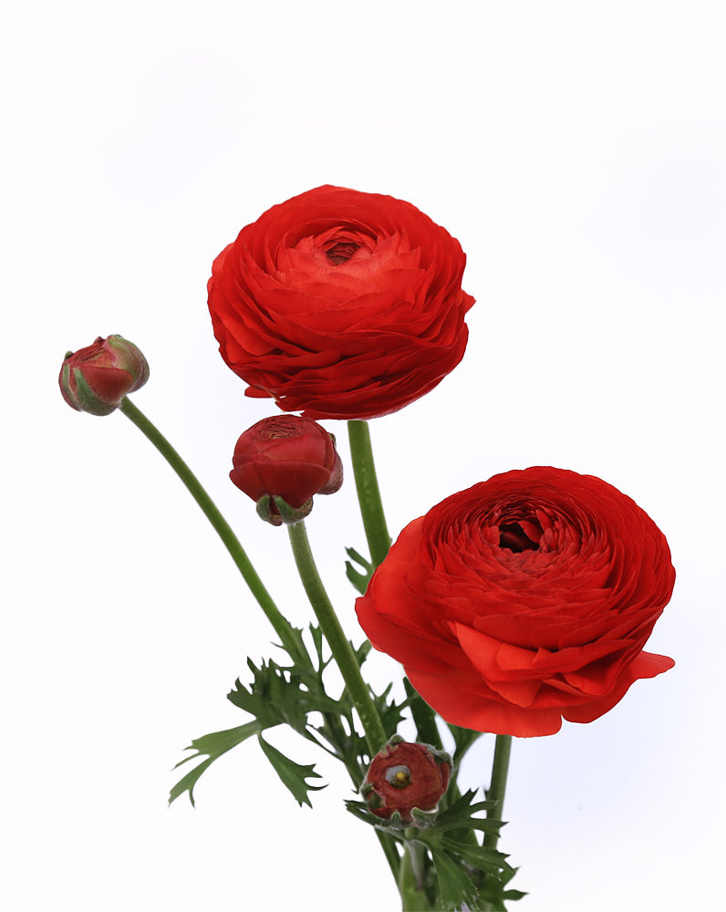 Elegance Rosso