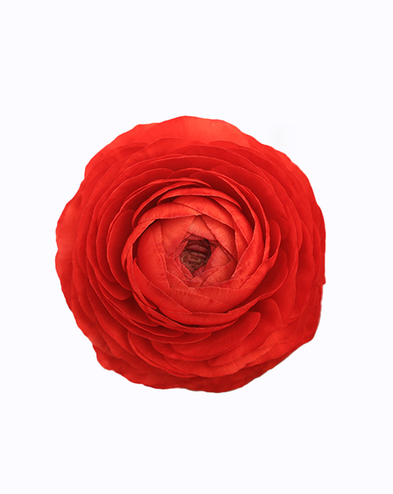 Elegance Rosso