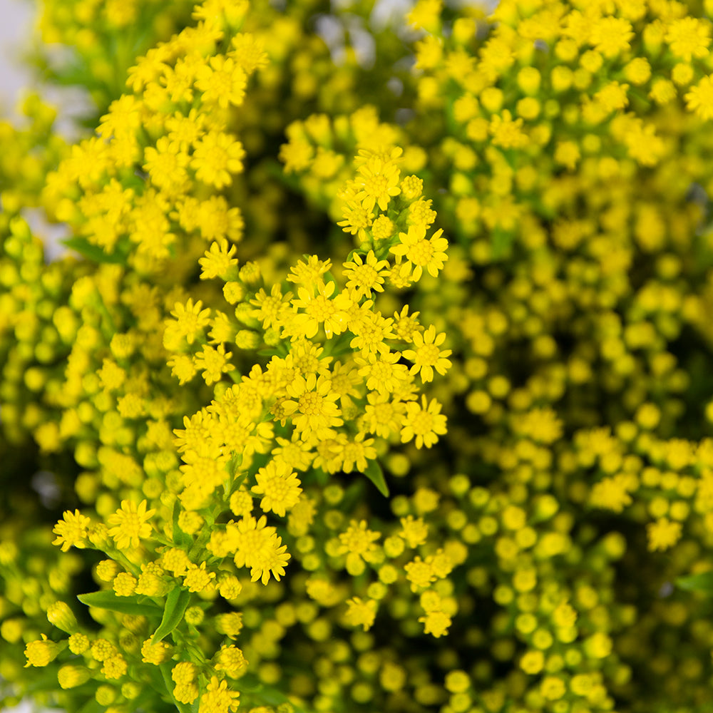Golden Solidago