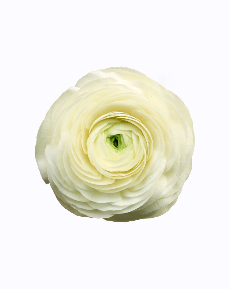 Elegance Blanco
