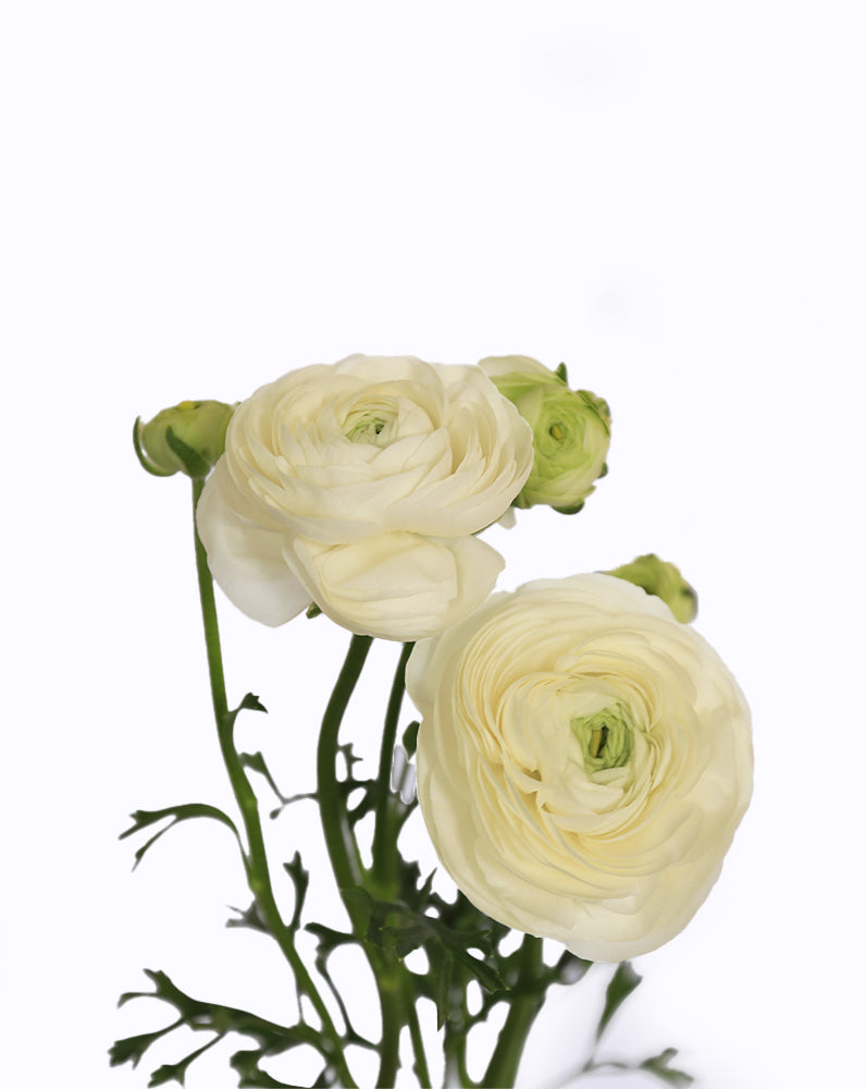 Elegance Blanco