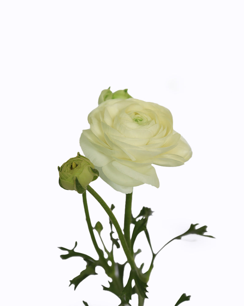 Elegance Blanco