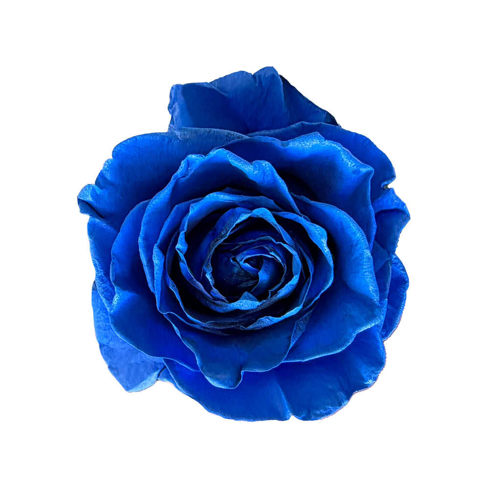 Blue Roses