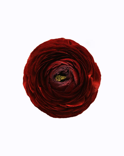 Elegance Cioccolato