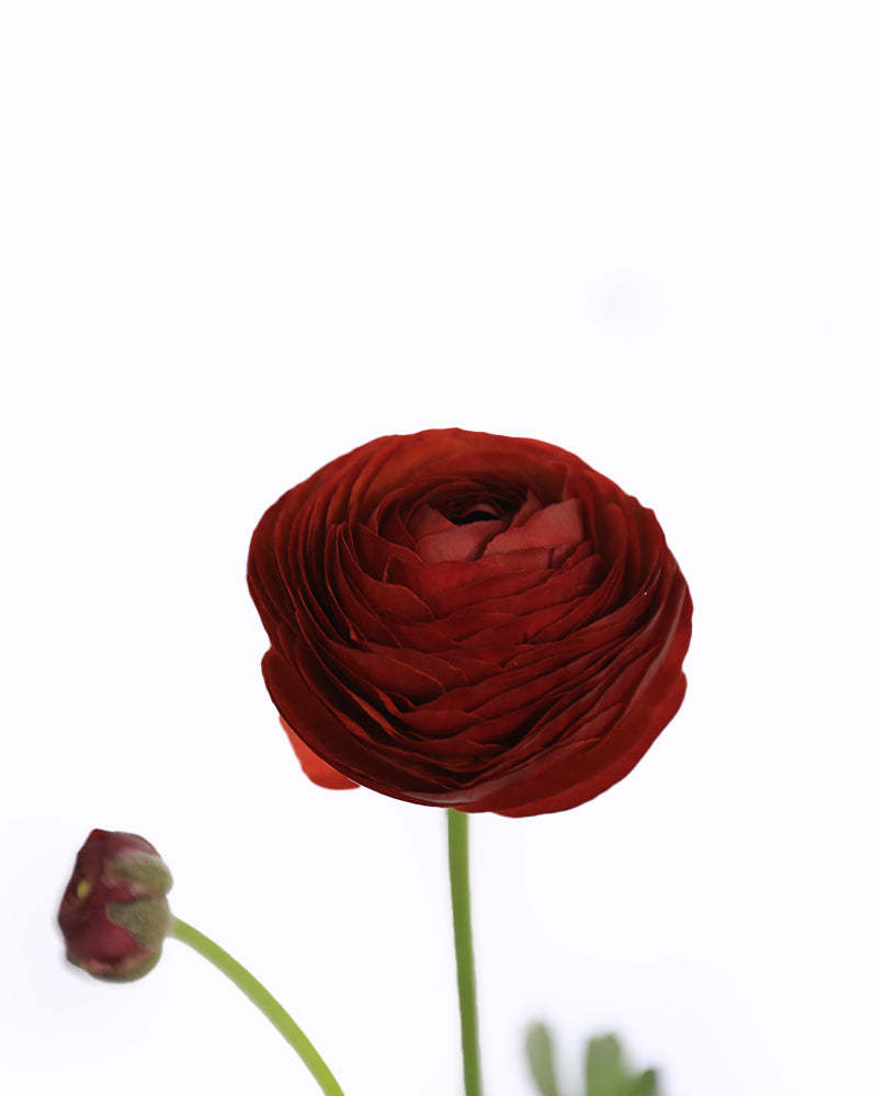 Elegance Cioccolato