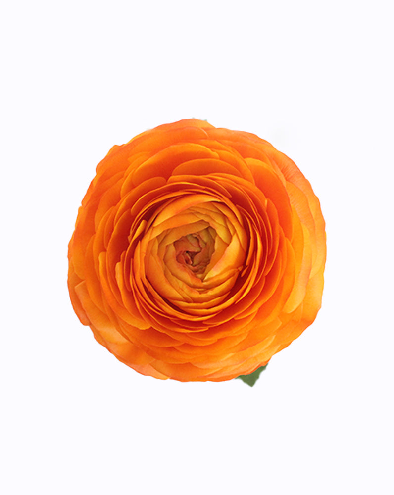 Elegance Clementine