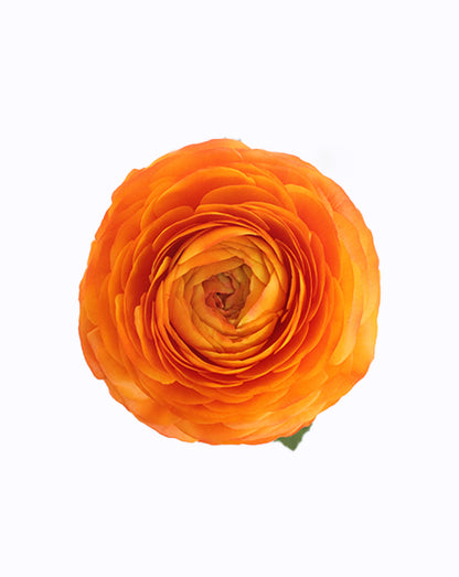 Elegance Clementine
