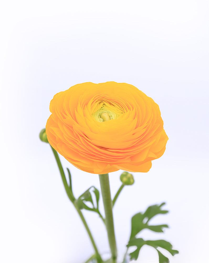 Elegance Giallo
