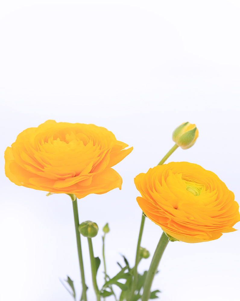 Elegance Giallo