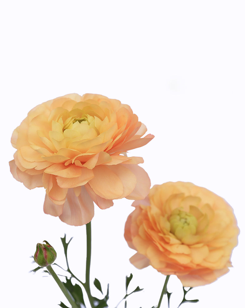 Cloni Success Grand Pastel