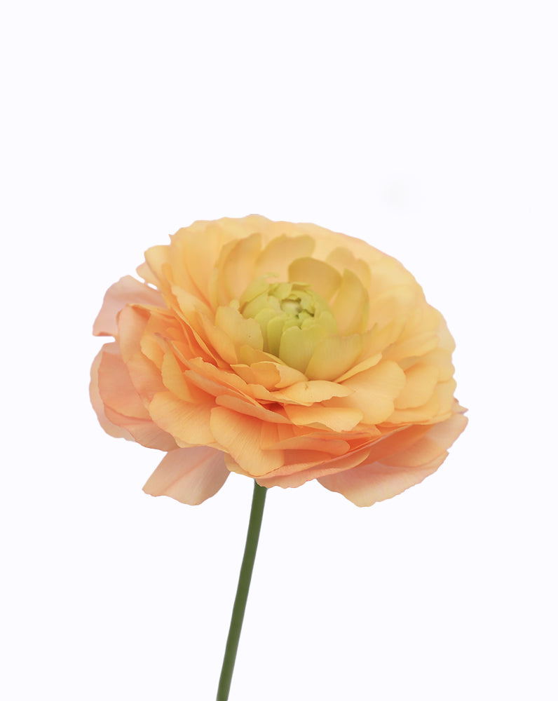 Cloni Success Grand Pastel