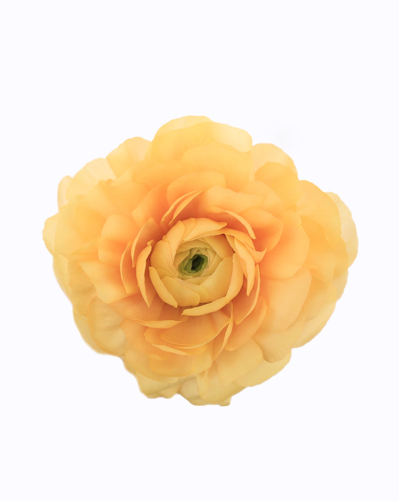 Cloni Success Grand Pastel