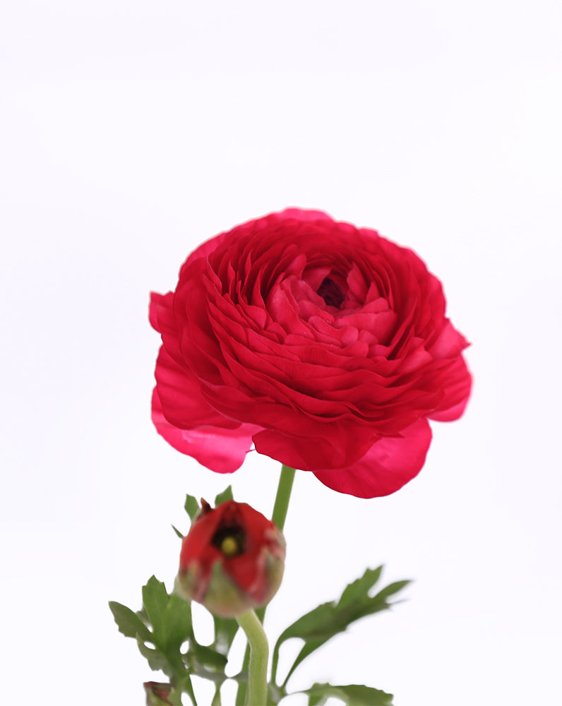 Elegance Hot Pink