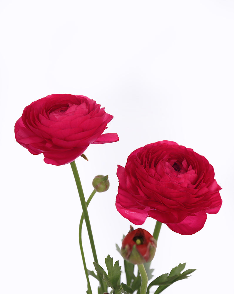 Elegance Hot Pink