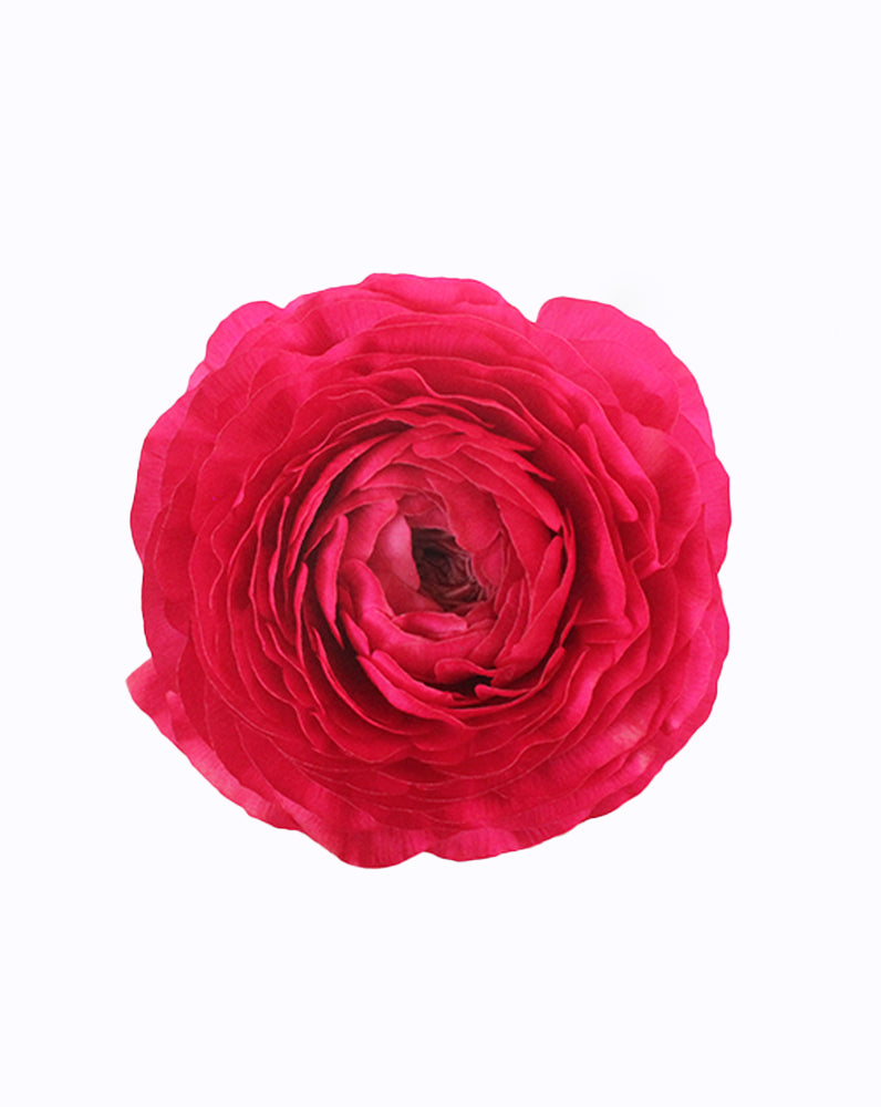 Elegance Hot Pink