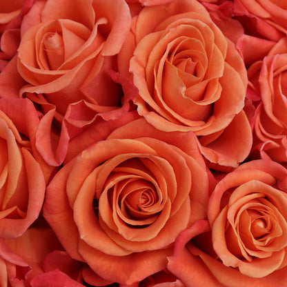 Orange Crush