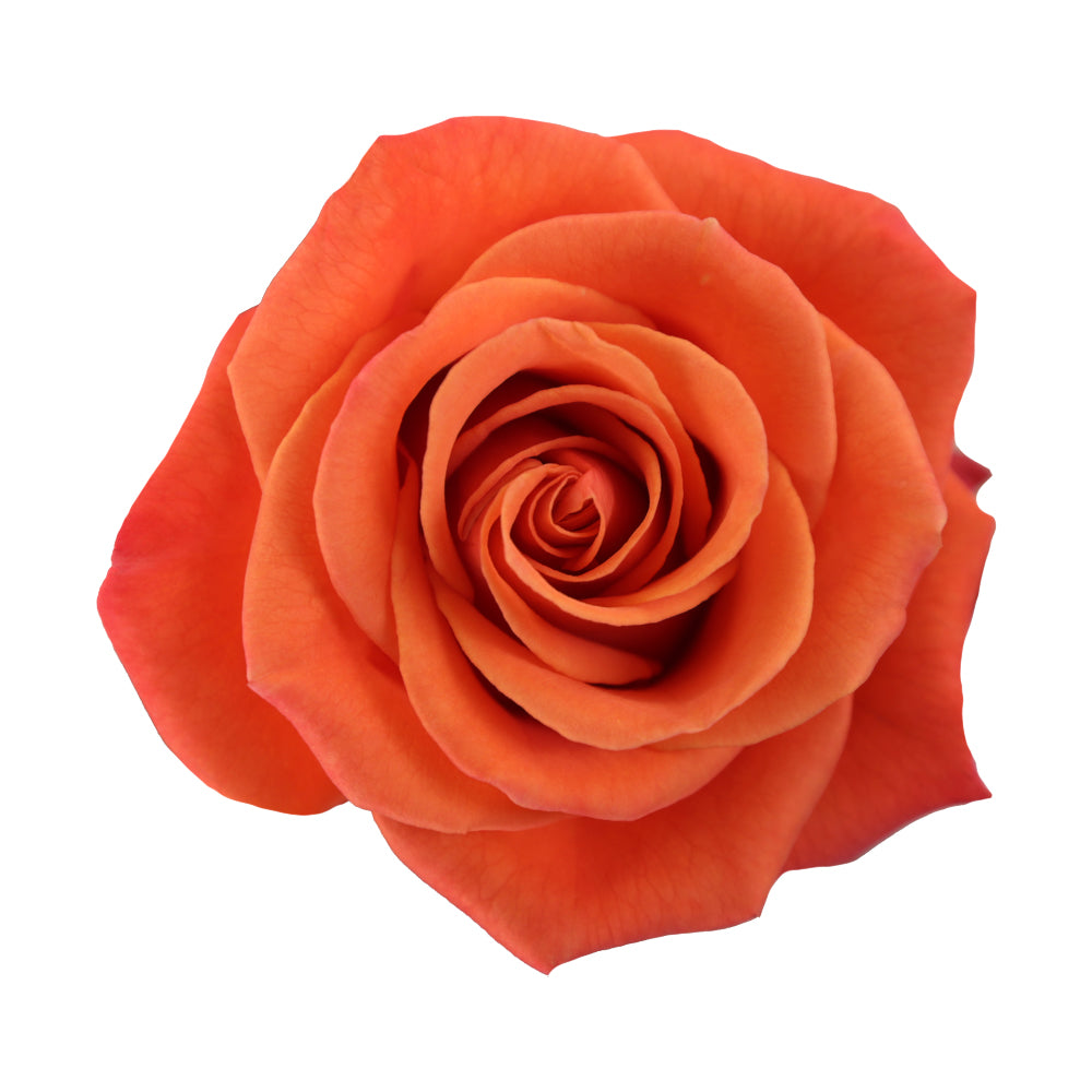 Orange Crush