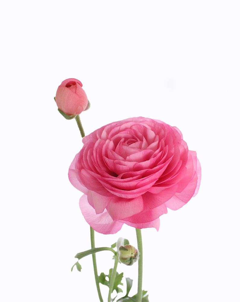Elegance Pastello