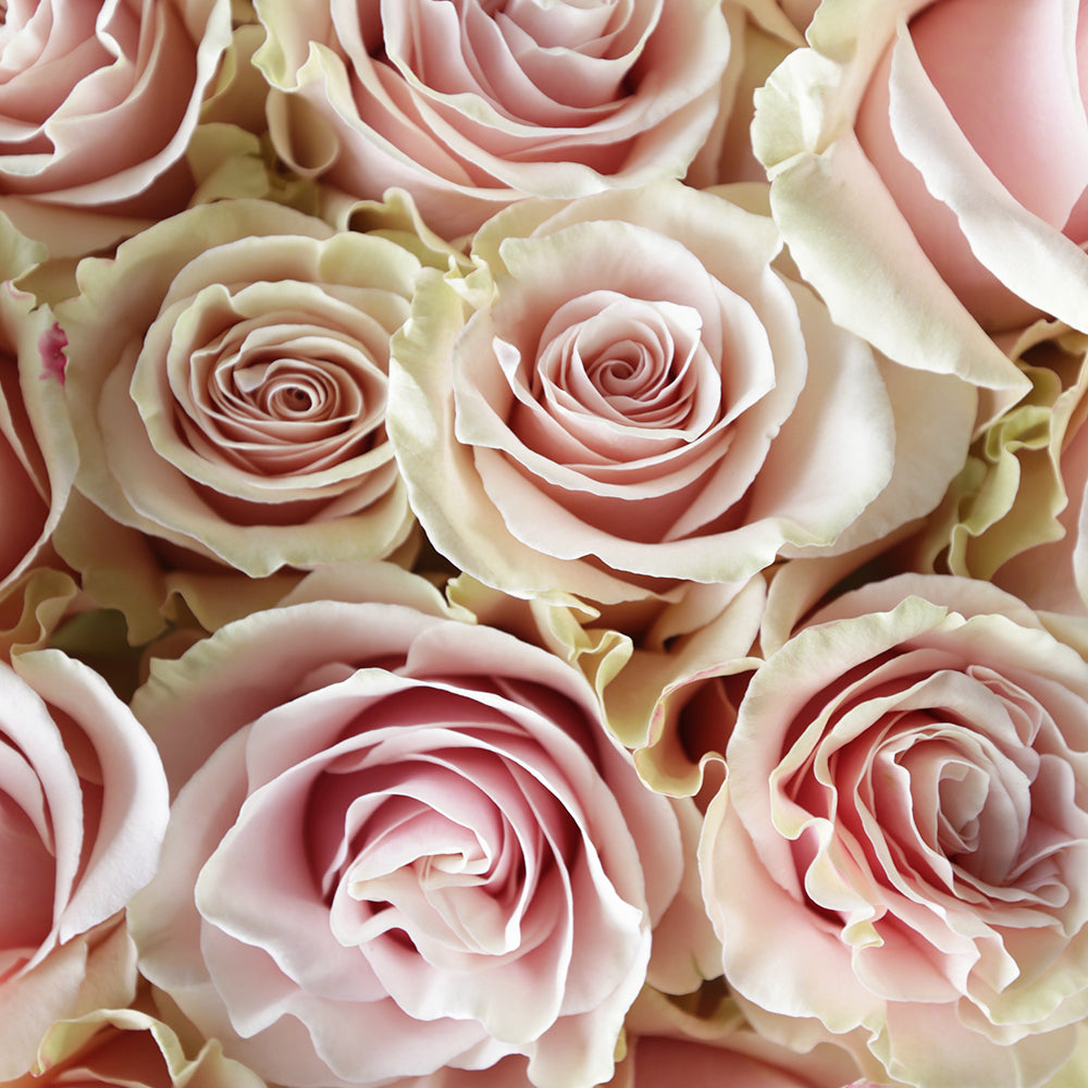 Pink Mondial