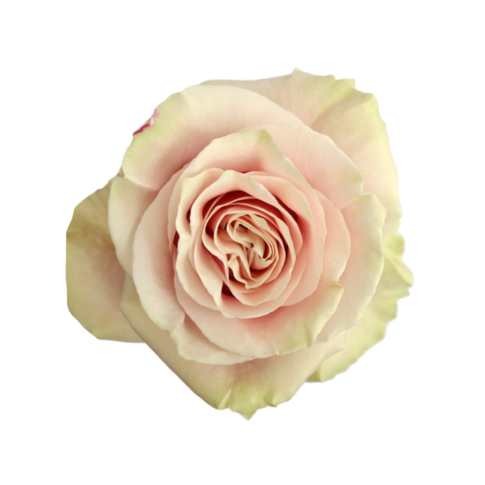 Pink Mondial