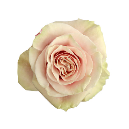Pink Mondial