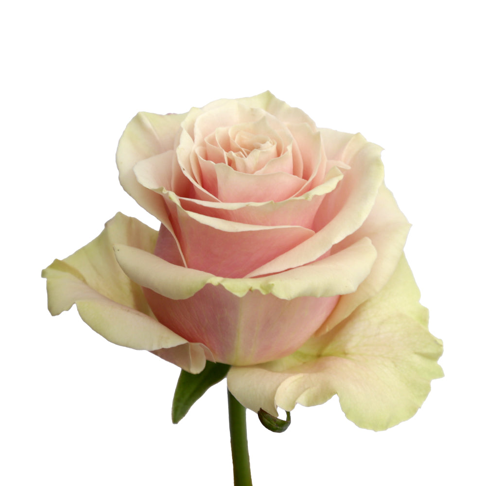 Pink Mondial