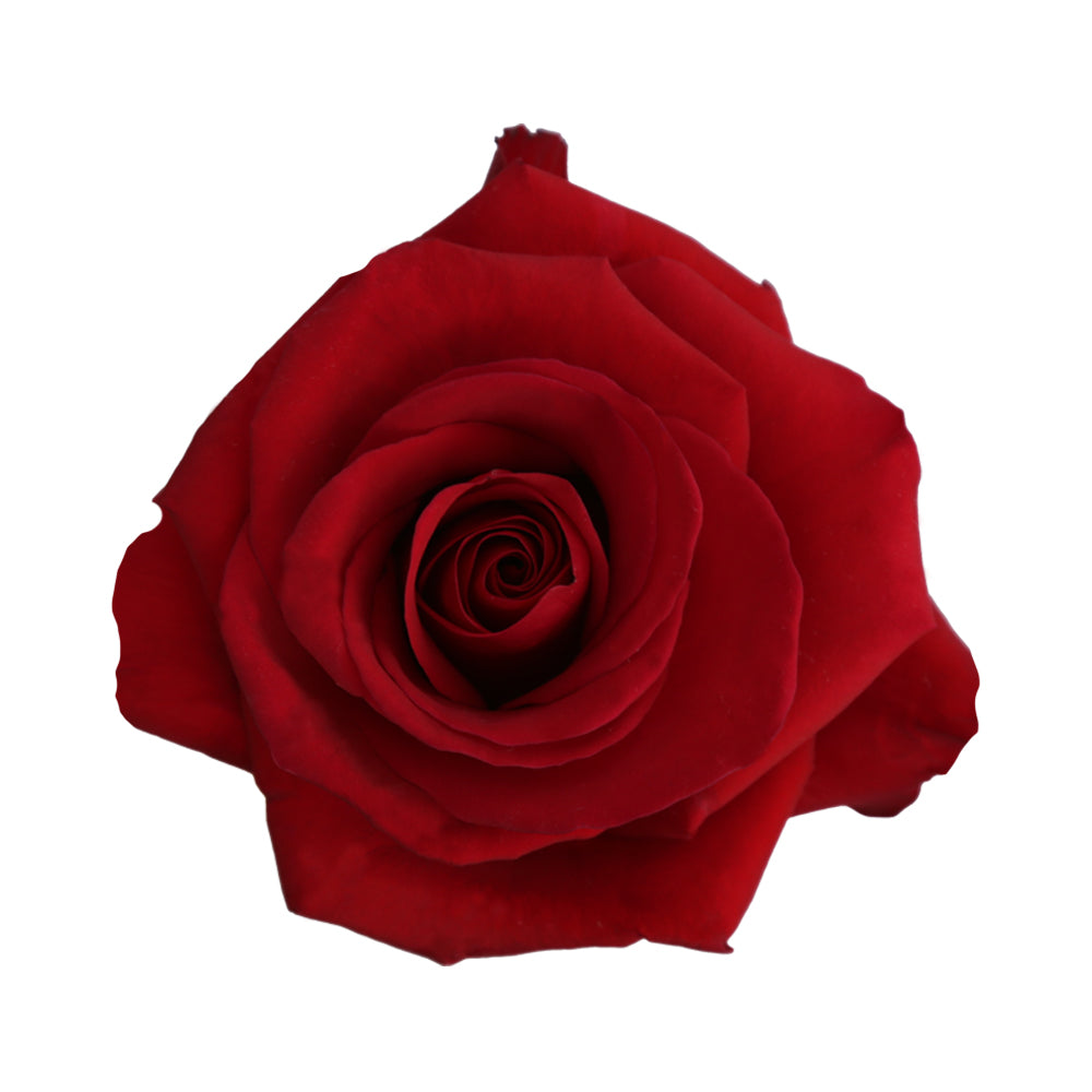 Redvolution