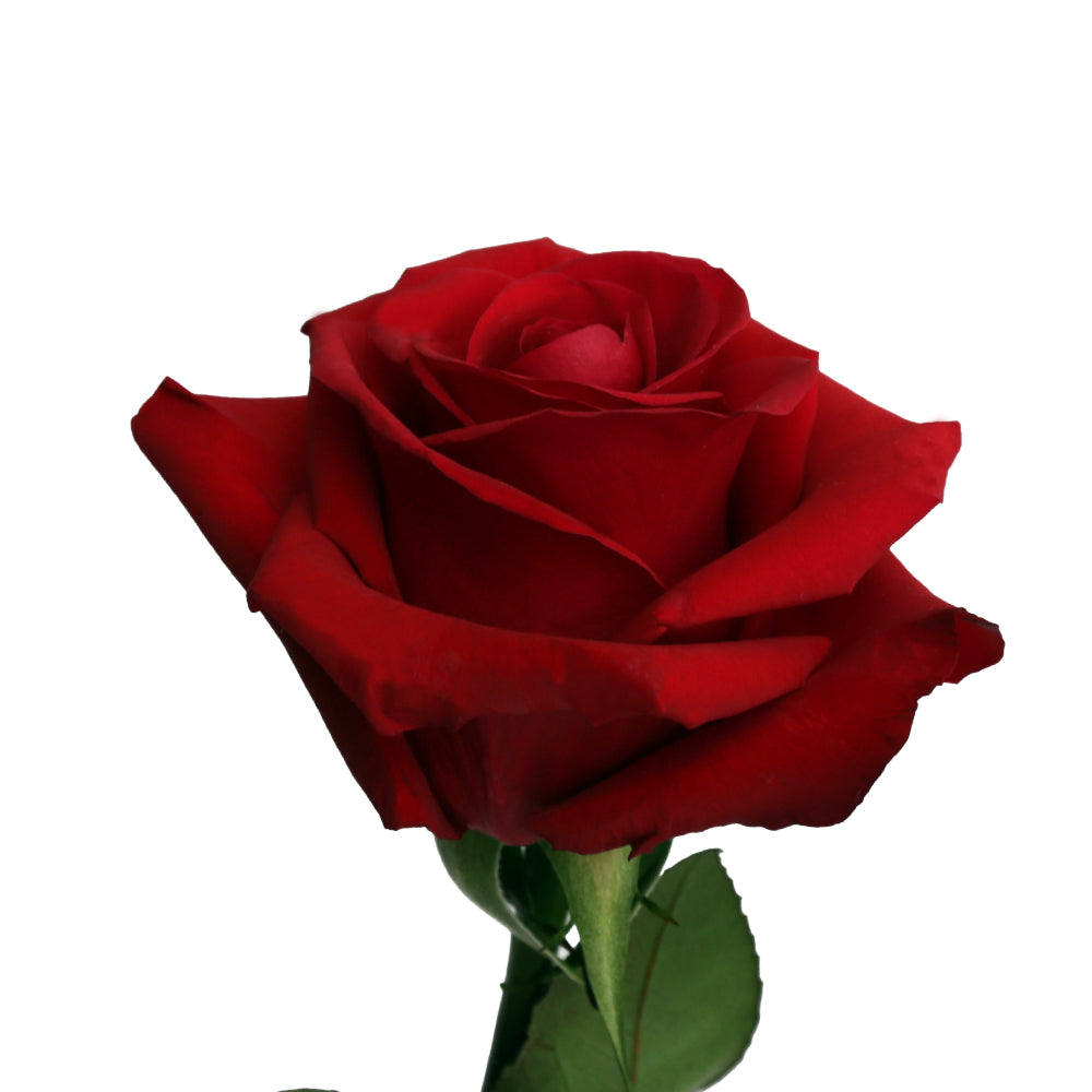 Redvolution