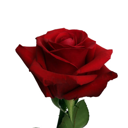 Redvolution