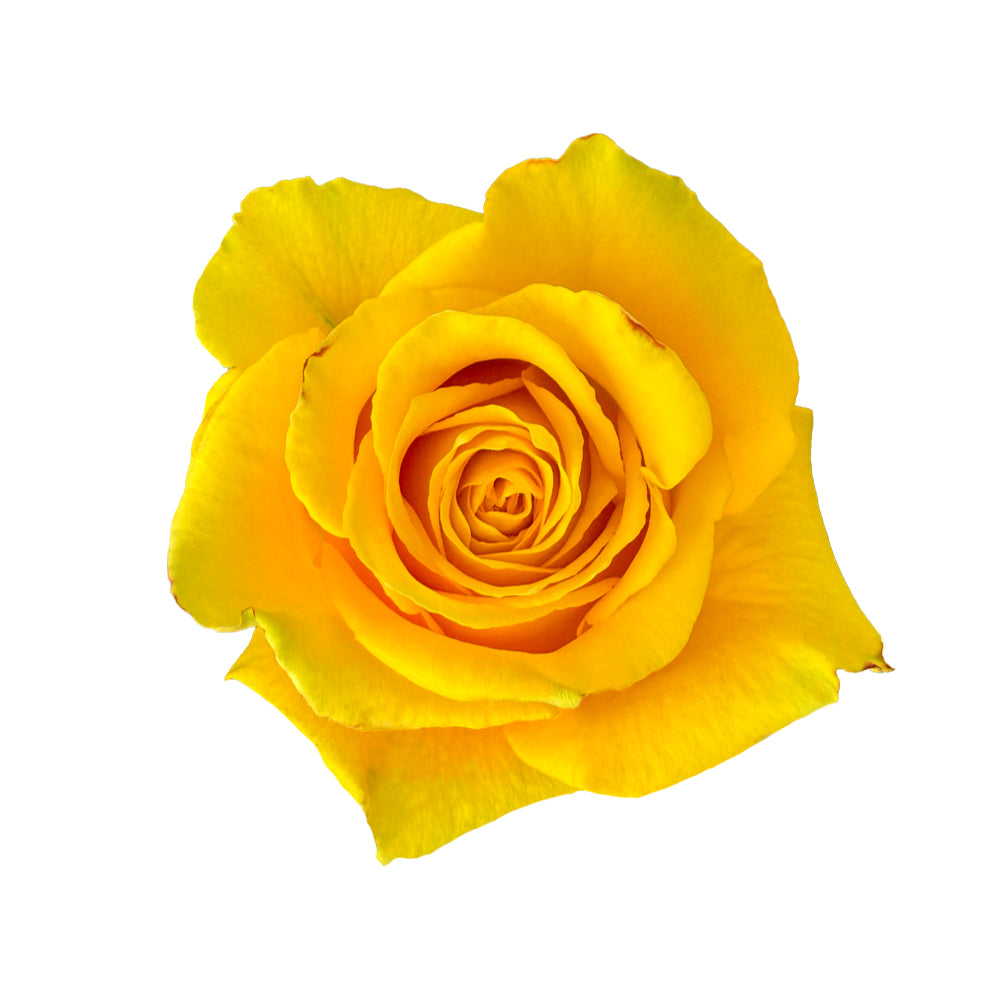 Reggata