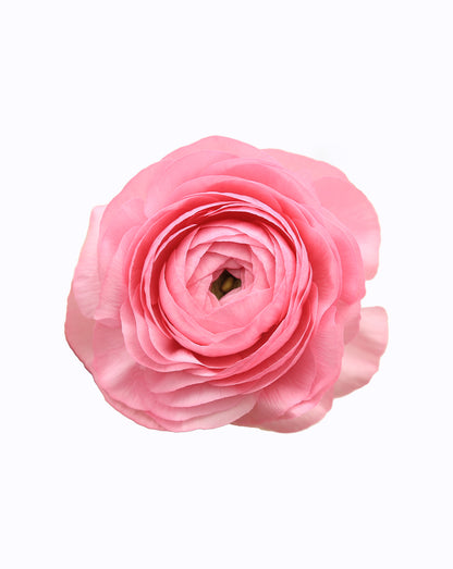 Elegance Rosa