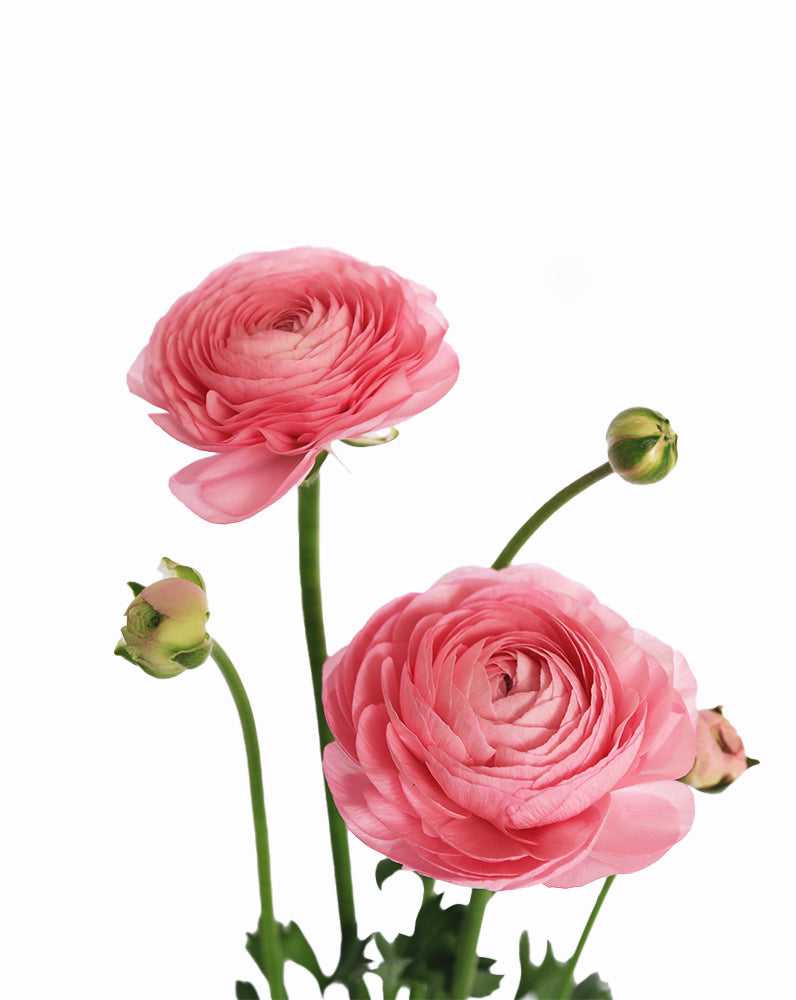 Elegance Rosa
