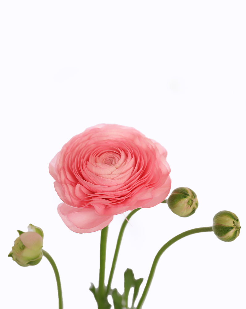 Elegance Rosa