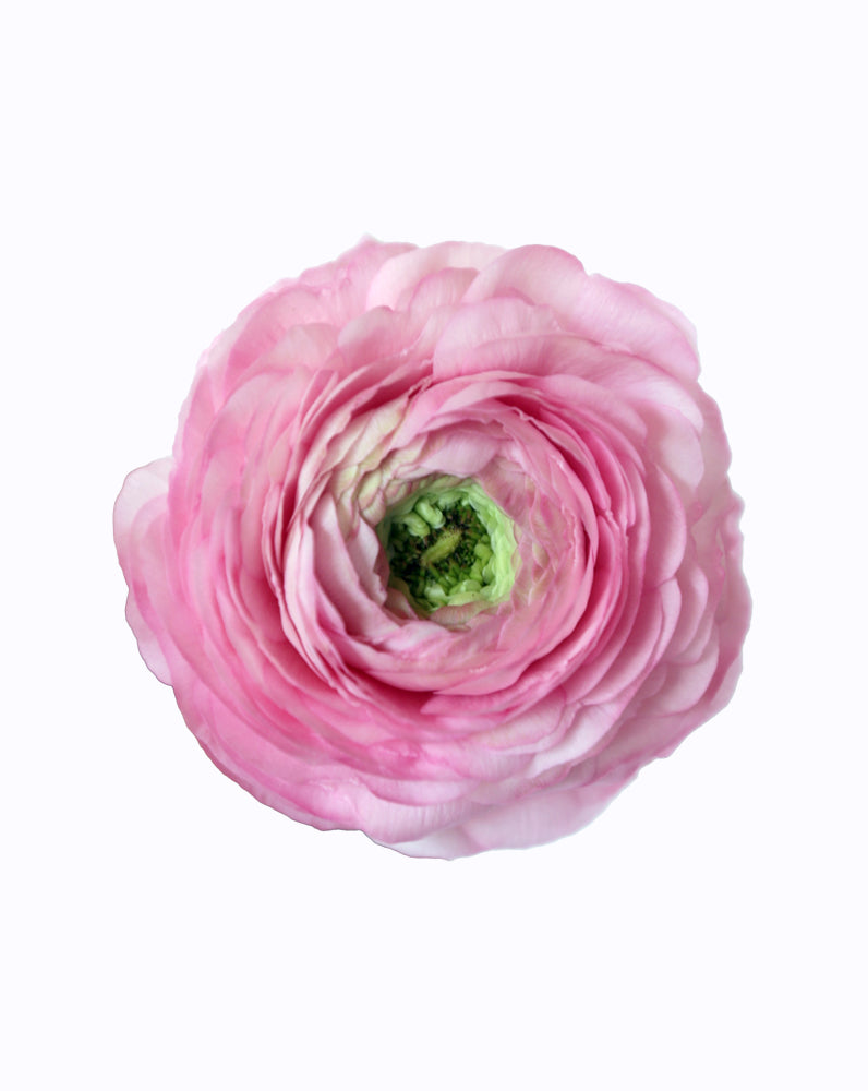 Elegance Rosa Chiaro