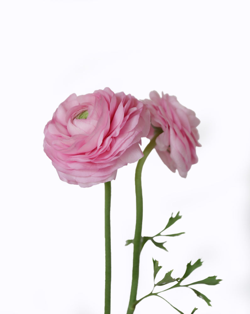 Elegance Rosa Chiaro