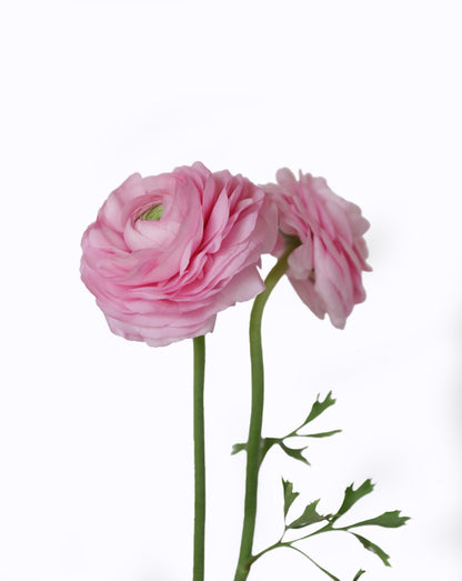 Elegance Rosa Chiaro
