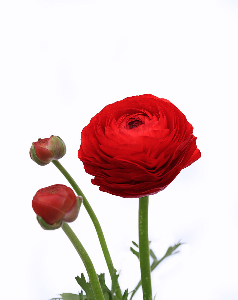 Elegance Rosso
