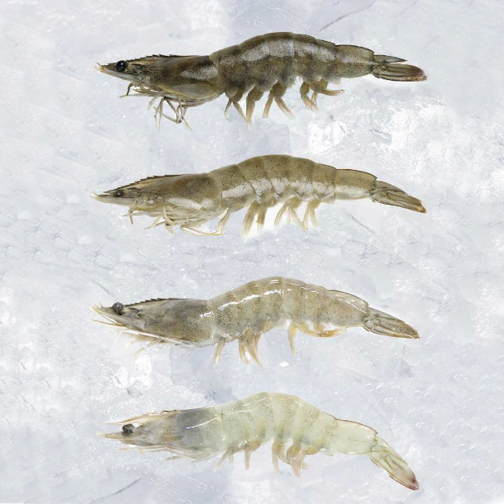 White Shrimp - HLSO