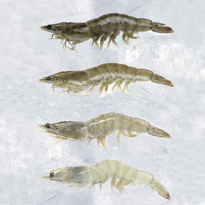 White Shrimp - HLSO