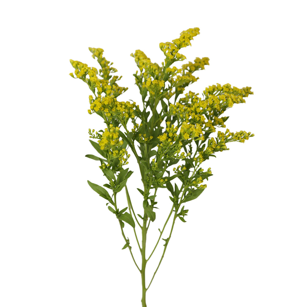 Golden Solidago