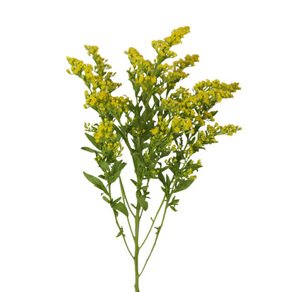 Golden Solidago
